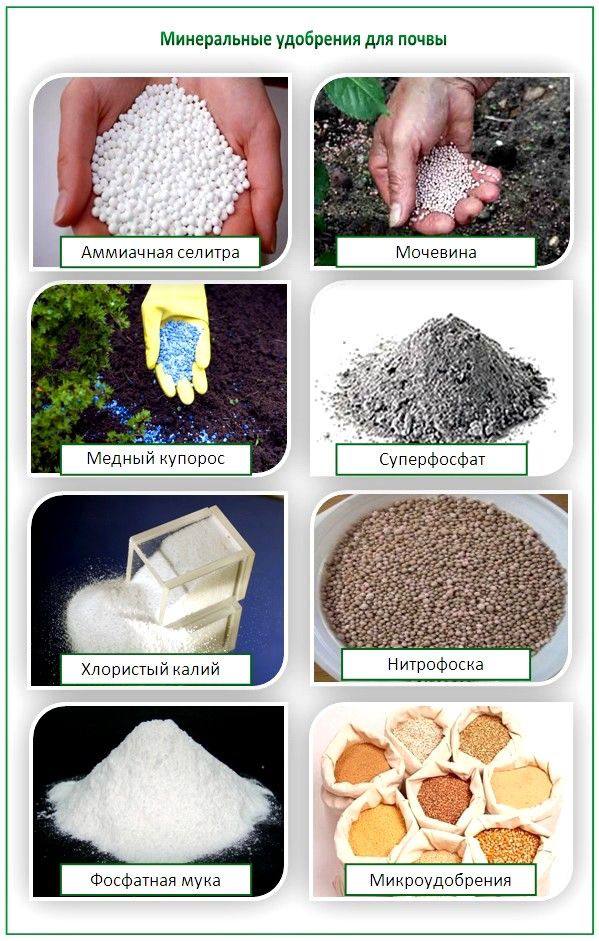 Минеральные удобрения картинки для презентации
