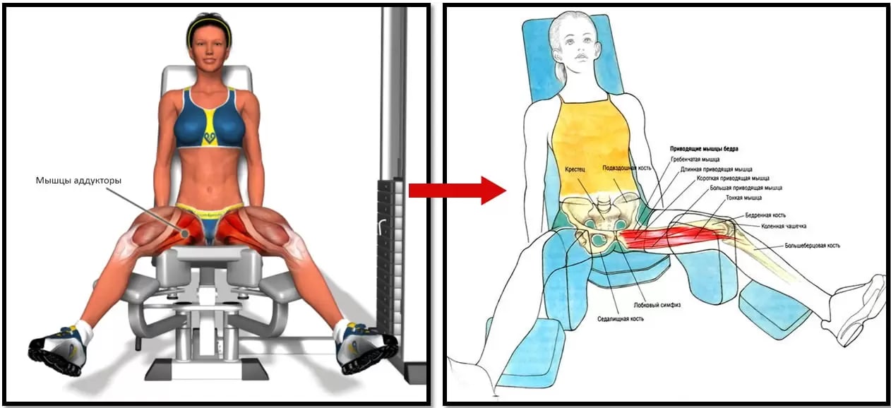 Как прокачать внутреннюю часть бедра в тренажерном зале