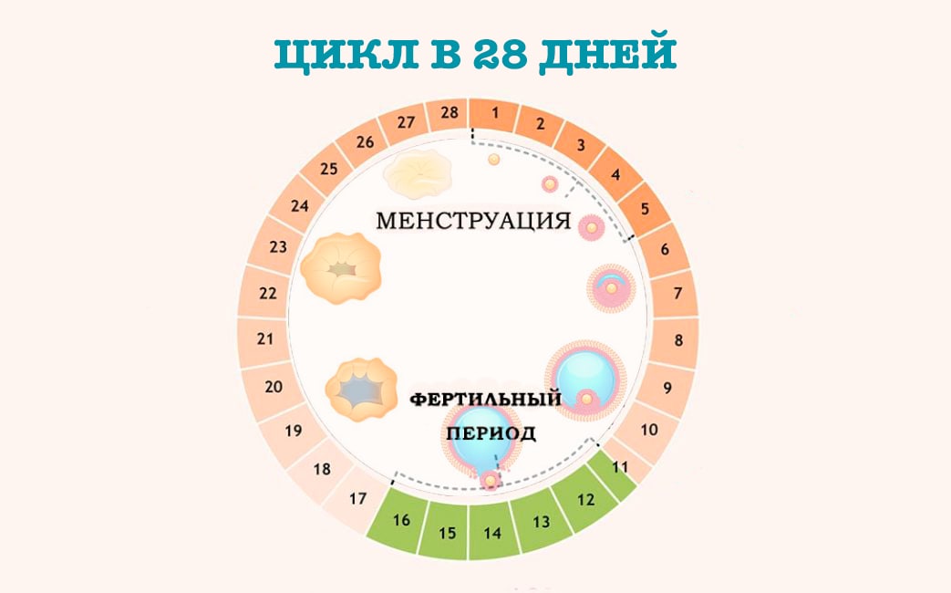 Безопасный Секс После Менструации Безопасный Секс После Менструации